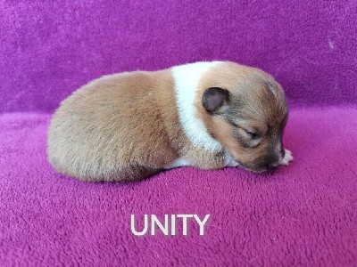 UNGEE (anciennement UNITY) 
