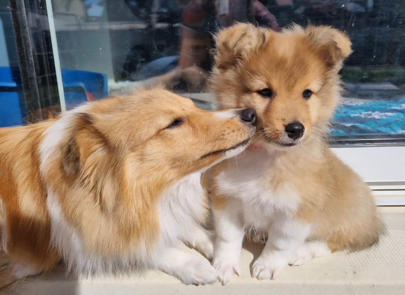 Chiots prévus fin décembre 2026