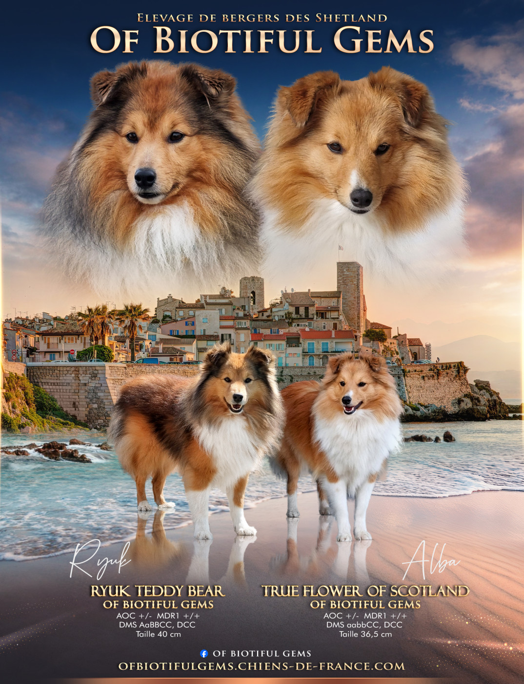 Chiot Shetland Sheepdog Of Biotiful Gems