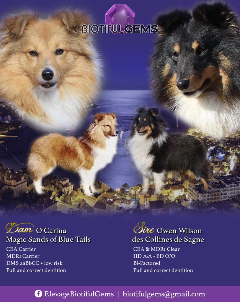 Of Biotiful Gems - Shetland Sheepdog - Portée née le 20/11/2020