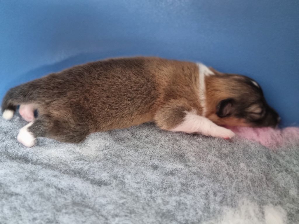 Of Biotiful Gems - Chiots disponibles - Shetland Sheepdog