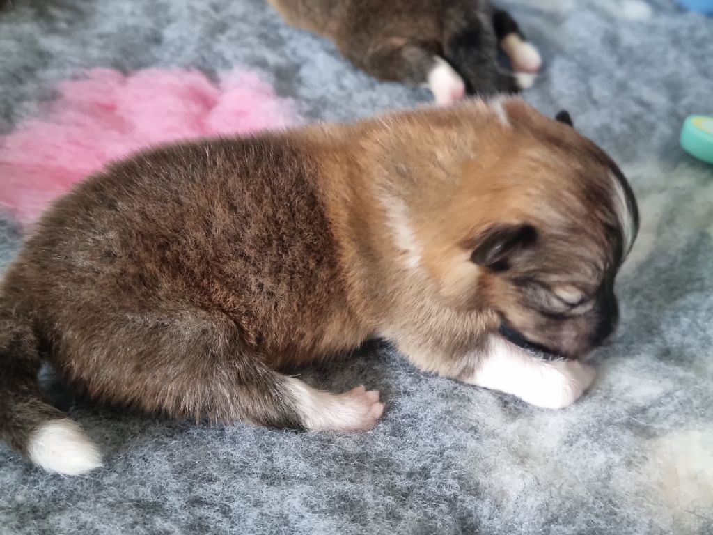 Of Biotiful Gems - Chiots disponibles - Shetland Sheepdog