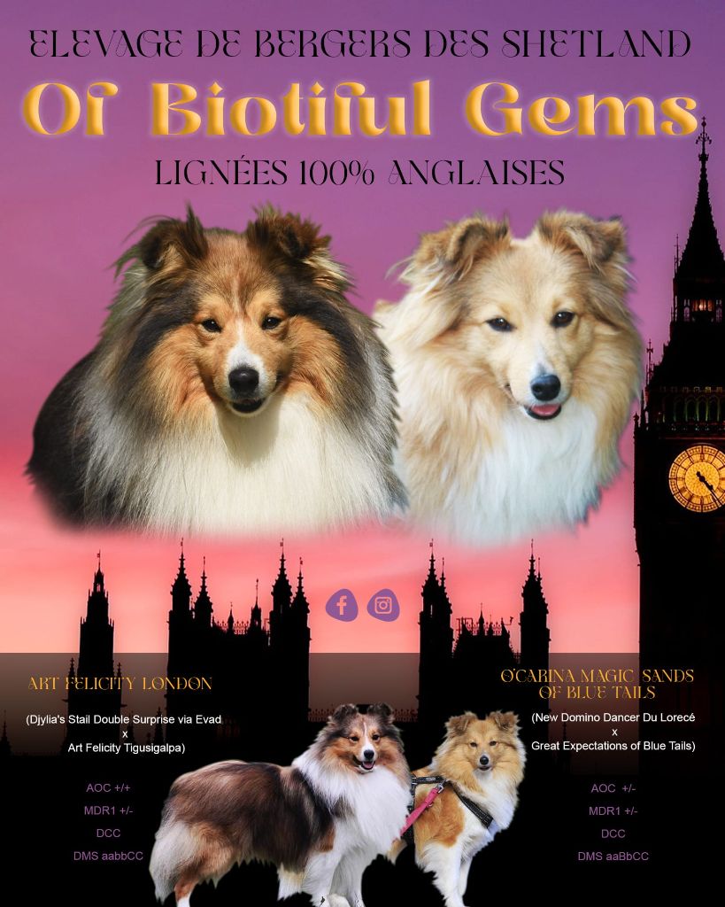 Of Biotiful Gems - Shetland Sheepdog - Portée née le 05/10/2023