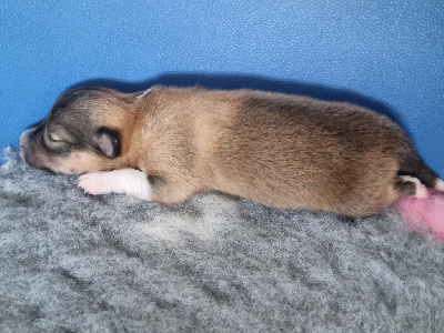 ALBUS (nom provisoire)