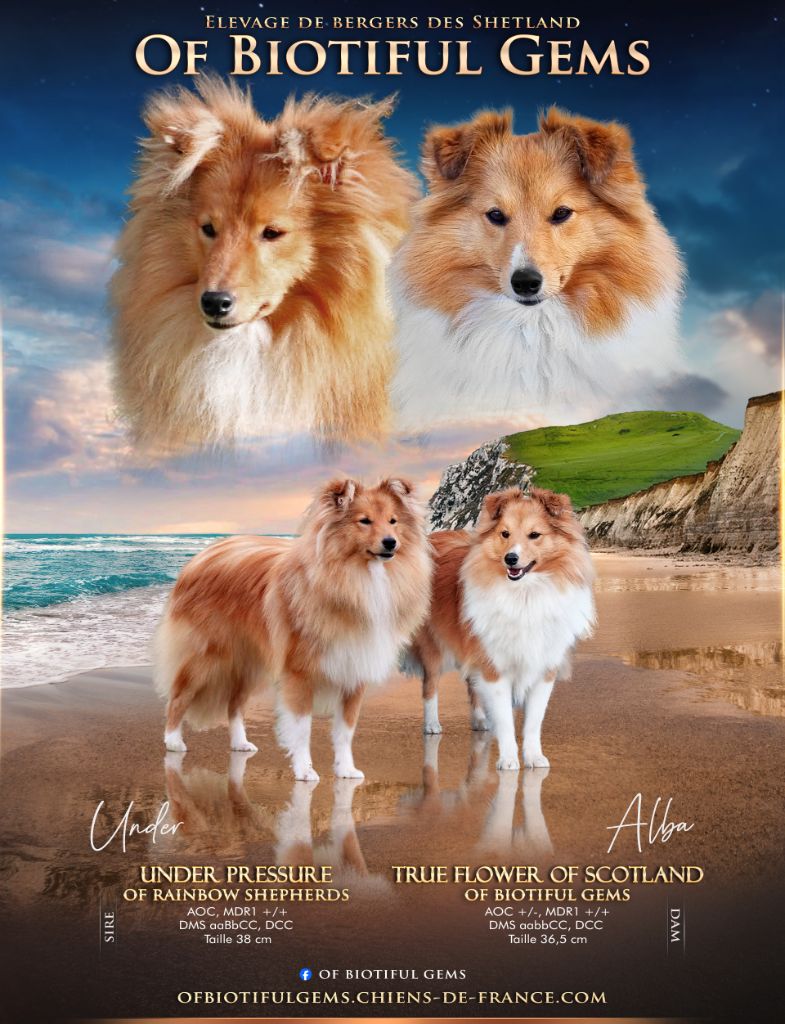 Puppy Shetland Sheepdog Of Biotiful Gems
