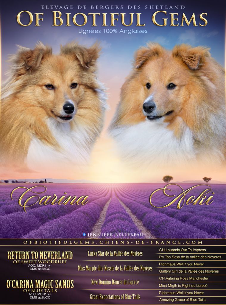 Of Biotiful Gems - Shetland Sheepdog - Portée née le 20/06/2022