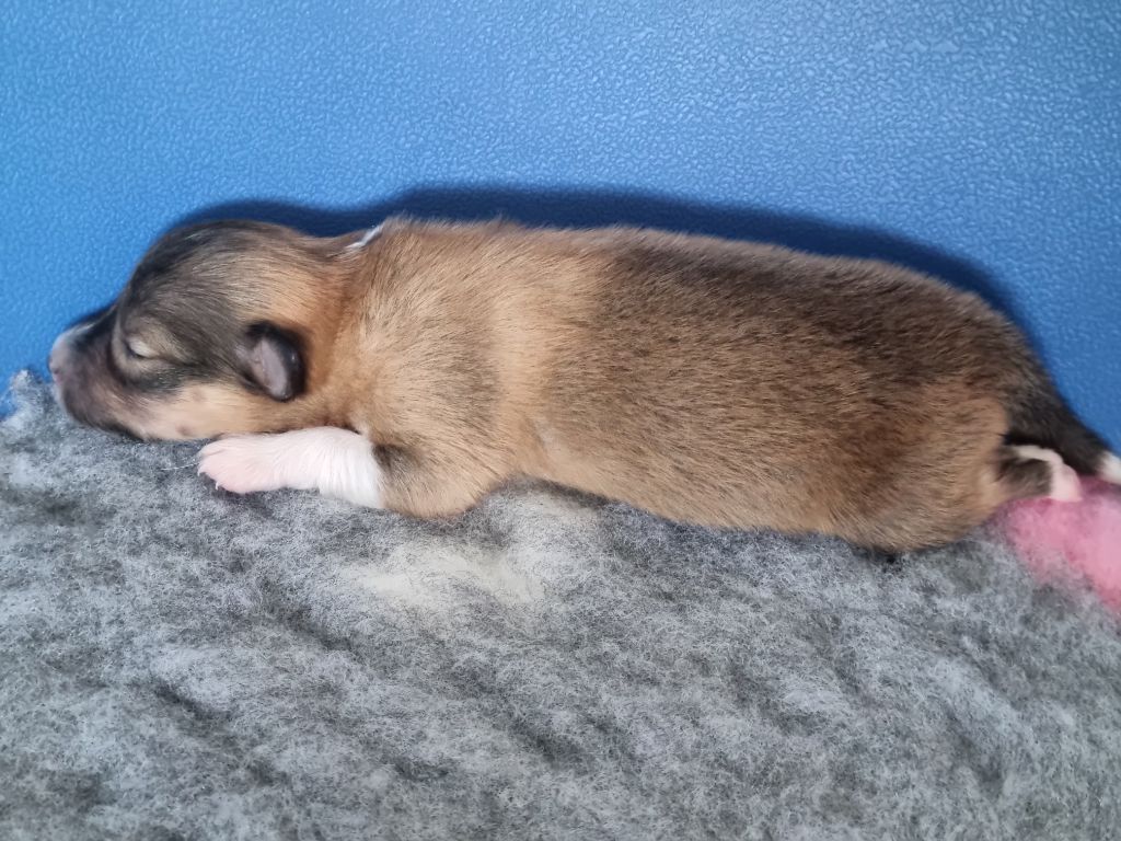 Of Biotiful Gems - Chiots disponibles - Shetland Sheepdog